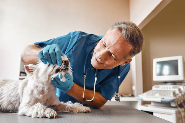  Buckeystown, MD Emergency Dentist Pros